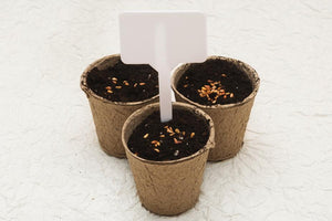 Biodegradable cardboard pots (Midtown only)