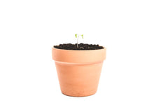 Load image into Gallery viewer, Clay Plant Pot (Midtown + SoHo)
